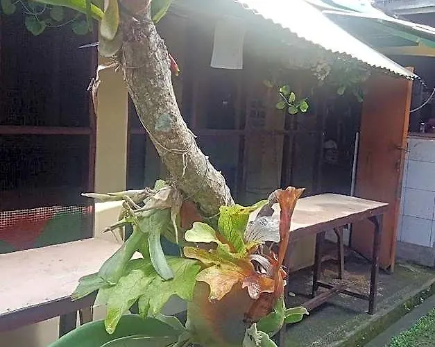 O Tulasi Near Monkey Forest